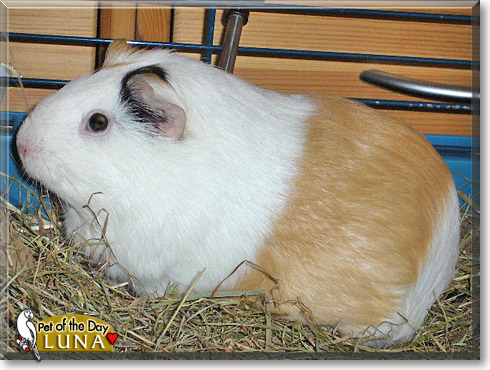 Leika, Luna, the Pet of the Day Leika, Luna, the Pet of the Day