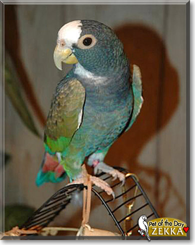 Zekka, the Pet of the Day Zekka, the Pet of the Day
