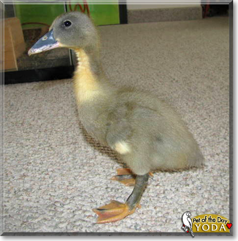 Yoda, the Pet of the Day Yoda, the Pet of the Day