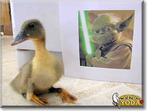 Yoda, the Pet of the Day Yoda, the Pet of the Day