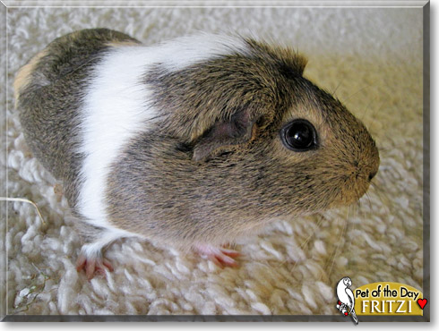 Fritzi, the Pet of the Day
