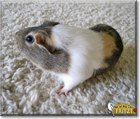 Fritzi, the Pet of the Day