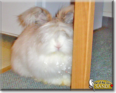 Sandi, the Pet of the Day