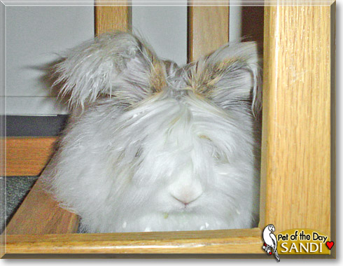 Sandi, the Pet of the Day
