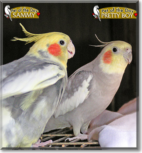 Sammy, Pretty Boy, the Pet of the Day Sammy, Pretty Boy, the Pet of the Day