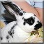 Harvey the Rex Rabbit