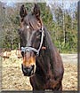 Pride the Thoroughbred Horse
