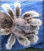 Princess the Rose haired tarantula