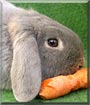 Maggie the Lop Rabbit