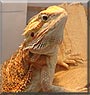 Harry the Bearded Dragon