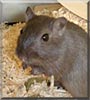 Charlie the Gerbil