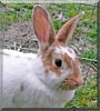 Leah the Rabbit