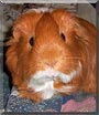 Zack the Guinea Pig