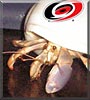Lady the Land Hermit Crab