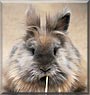 Delilah the Lionhead Rabbit