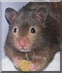 Chester the Hamster