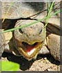 Tortellini the Desert Tortoise