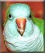 Beavis the Quaker Parrot