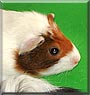 Kitty the Smooth Guinea Pig