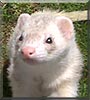 Skeeter the Ferret