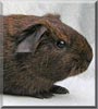 Bruno the Guinea Pig