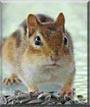 Elvira the Chipmunk