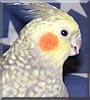 Cockie the Cockatiel