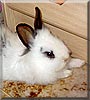 Thumper the Rabbit
