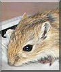 Oasis the Gerbil