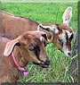 Thelma the Fainting Goats