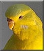 Rudi the Budgie