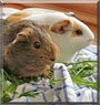 Leika, Luna the Guinea Pig