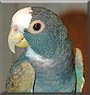 Zekka the White capped Pionus