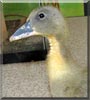 Yoda the Duck