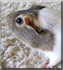 Fritzi the Guinea Pig