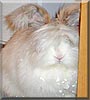 Sandi the English Angora Rabbit