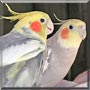 Sammy, Pretty Boy the Cockatiel