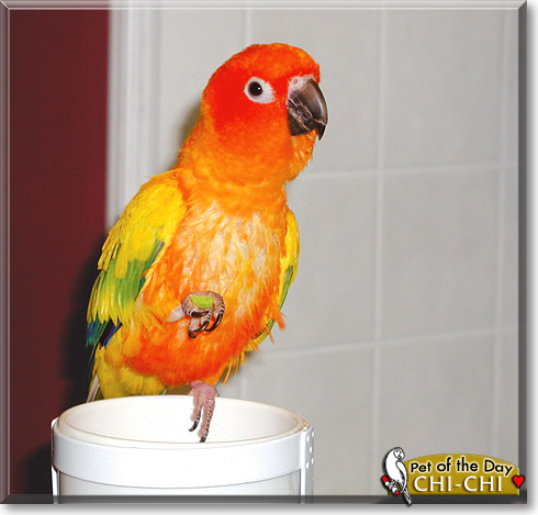 Chi-Chi, the Pet of the Day Chi-Chi, the Pet of the Day