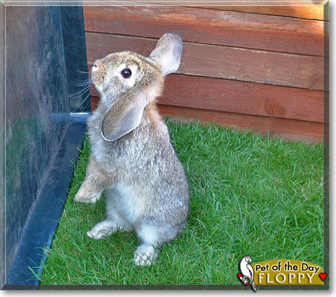 Floppy, the Pet of the Day