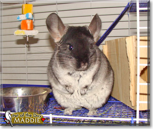 Matilda, the Pet of the Day Matilda, the Pet of the Day