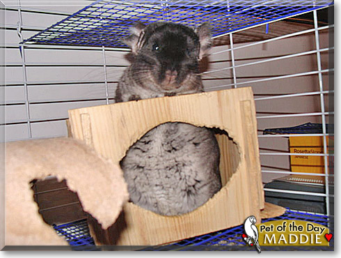 Matilda, the Pet of the Day Matilda, the Pet of the Day