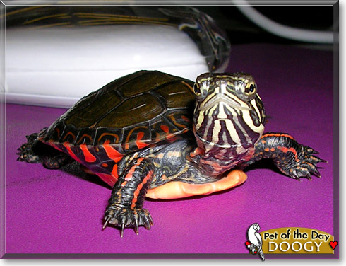 Doogy, the Pet of the Day
