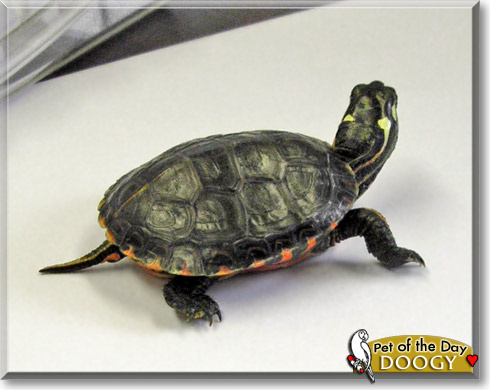 Doogy, the Pet of the Day