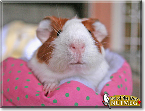 Nutmeg, the Pet of the Day Nutmeg, the Pet of the Day