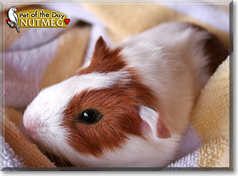 Nutmeg, the Pet of the Day Nutmeg, the Pet of the Day