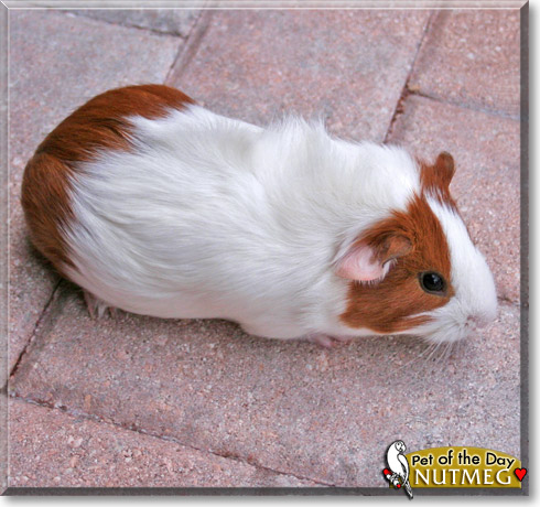 Nutmeg, the Pet of the Day Nutmeg, the Pet of the Day