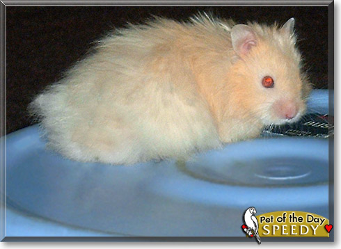 Speedy, the Pet of the Day Speedy, the Pet of the Day