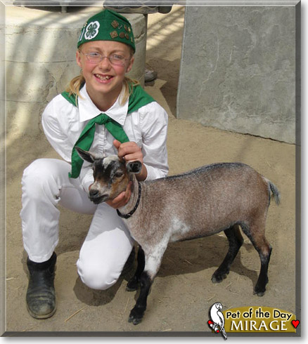 Mirage, the Pet of the Day Mirage, the Pet of the Day