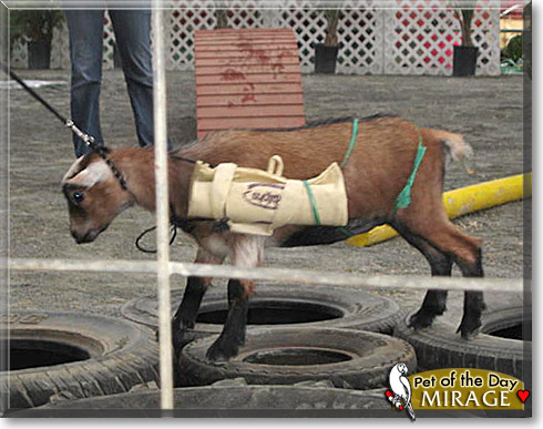 Mirage, the Pet of the Day
