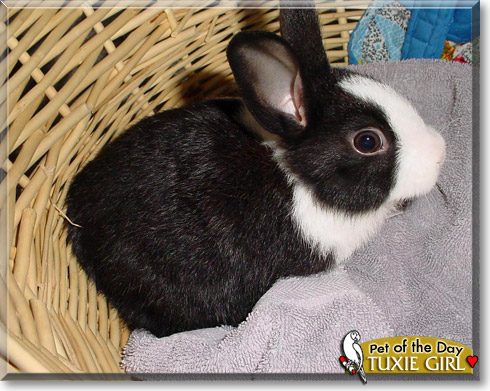 Tuxie Girl, the Pet of the Day